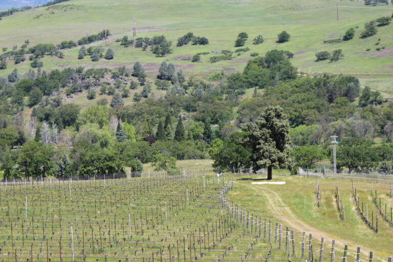 Irvine & Roberts Vineyards