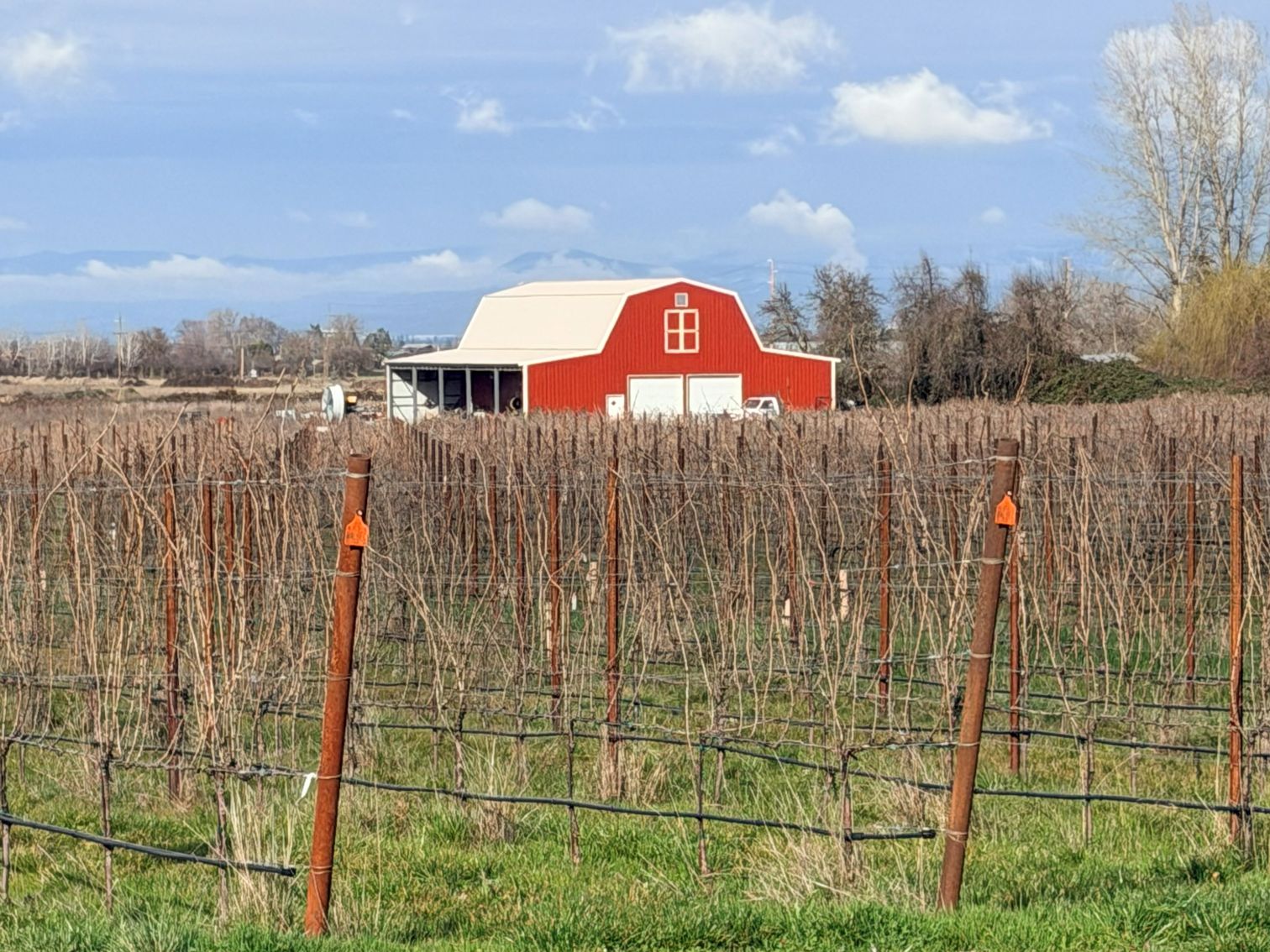 Daisy Creek Vineyard