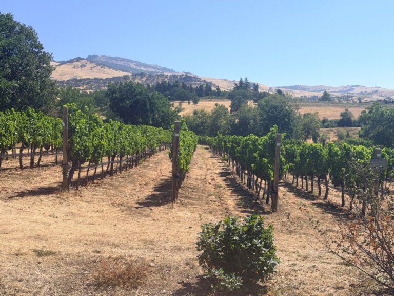 Long Walk Vineyard