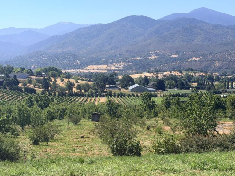 Long Walk Vineyard