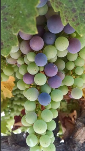 Valley View Winery