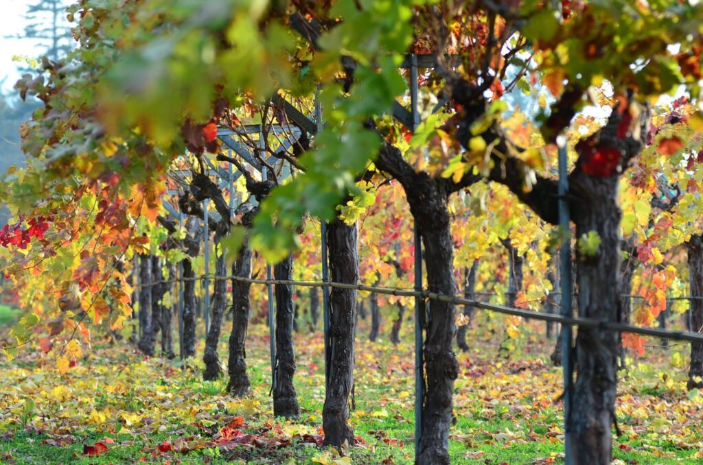Rosella’s Vineyard & Winery