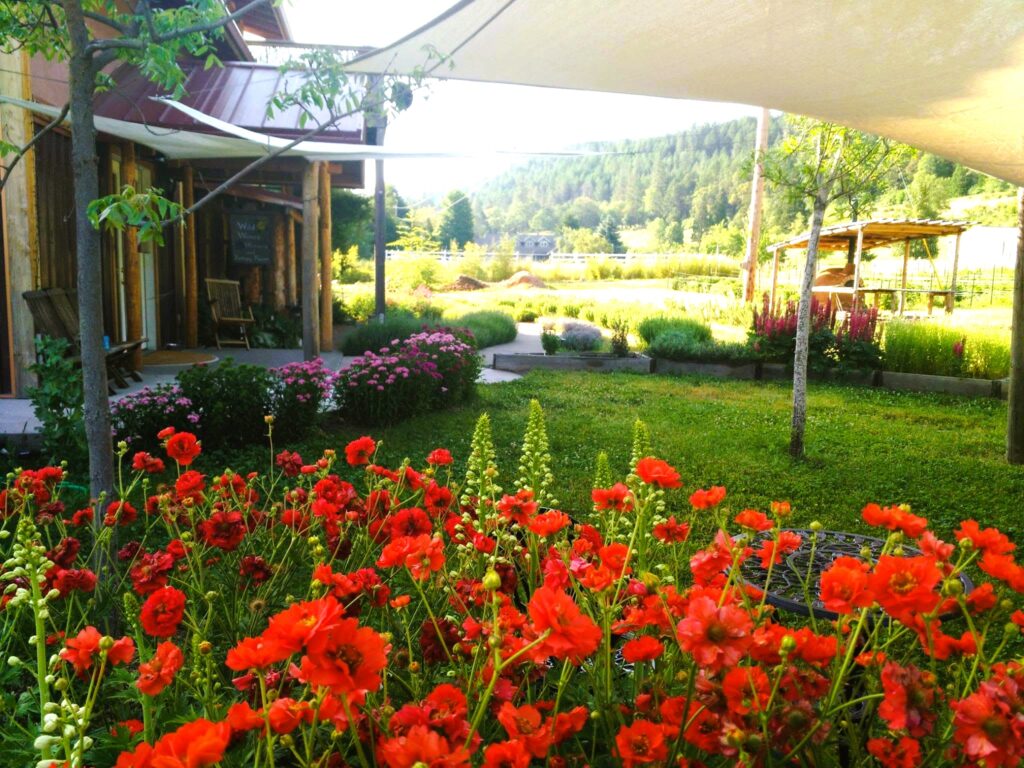 Wild Wines